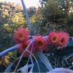 Eucalyptus caesia 花