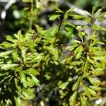 Pittosporum poumense 整株植物