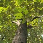 Pterospermum acerifolium Blad