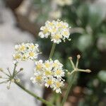 Heracleum pumilum Fula