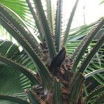 Livistona speciosa Hábito