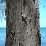 Casuarina equisetifolia Bark