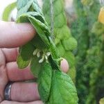 Phyllodium pulchellum Flower