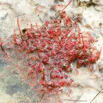 Drosera filiformis Φύλλο