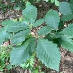 Quercus michauxii Leaf