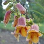 Digitalis obscura Fruit