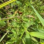 Microstegium vimineum Blatt