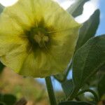 Physalis viscosa Blüte