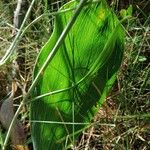 Bupleurum rigidum Leaf