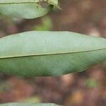 Xylopia nitida Blatt