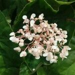Begonia minor Квітка