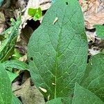 Symphytum tuberosum Hoja