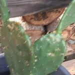 Opuntia humifusa ഇല