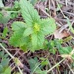 Scrophularia scorodonia Leaf