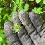 Geum laciniatum Fruit