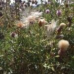 Cirsium arvenseFruit