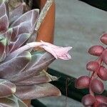 Pachyphytum compactum Cvet