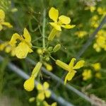 Brassica barrelieri 花