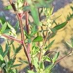 Chenopodium betaceum Кветка