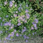 Symphyotrichum oblongifolium Flower