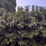 Ficus pumilaعادت داشتن