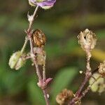 Spergularia echinosperma Anders