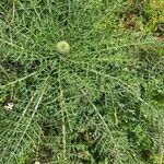 Cynara humilis ফুল