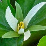 Trillium albidum