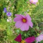 Cosmos bipinnatusBlüte