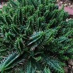 Euphorbia mammillaris Leaf