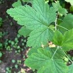 Ribes americanum List