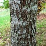 Quercus pagoda Bark