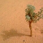 Artemisia judaica Vekstform