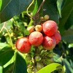 Paullinia elegans Fruit