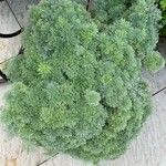 Artemisia schmidtiana Blatt