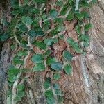 Microgramma vacciniifolia 葉