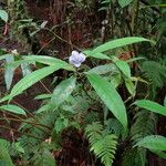 Psychotria urbaniana অভ্যাস
