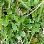 Erinus alpinus Hoja