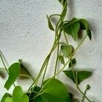 Aristolochia tomentosa Leaf