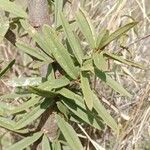 Boscia integrifolia Лист