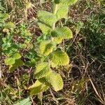 Mentha × villosa Hoja