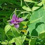 Melampyrum subalpinum Квітка