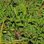 Saxifraga hirculus Deilen