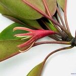Bruguiera gymnorhiza Flor