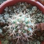 Ferocactus peninsulae ഇല