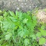 Artemisia vulgaris Liść