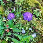 Knautia dipsacifolia Хабит