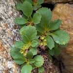Primula hirsuta Hábito