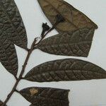 Rhodostemonodaphne scandens 其他