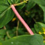 Hypericum hircinum Rhisgl